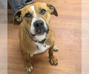 Boxer-Unknown Mix Dogs for adoption in Richmond, IN, USA