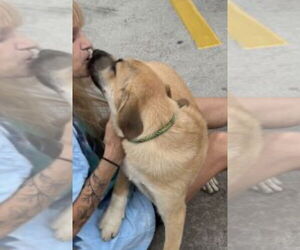 Labrador Retriever-Retriever  Mix Dogs for adoption in Mt. Laurel, NJ, USA