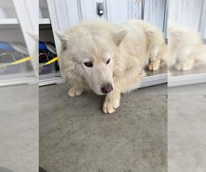 Samoyed Dogs for adoption in Bakersfield, CA, USA