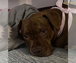 American Pit Bull Terrier-Unknown Mix Dogs for adoption in Ogden, UT, USA