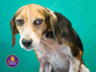 Treeing Walker Coonhound Dogs for adoption in Norfolk, VA, USA
