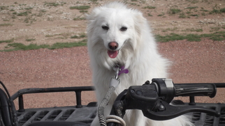 American Eskimo Dog-Unknown Mix Dogs for adoption in Randallstown, MD, USA