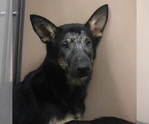 German Shepherd Dog-Unknown Mix Dogs for adoption in San Antonio, TX, USA