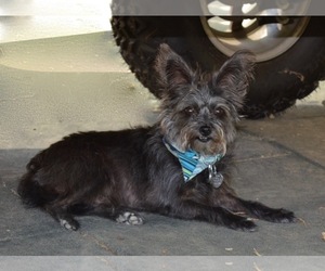 Mutt Dogs for adoption in Simi Valley, CA, USA