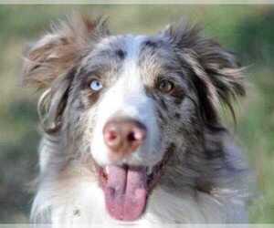 Australian Shepherd Dogs for adoption in Dodson, MT, USA