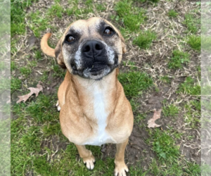 Carolina Dog-Unknown Mix Dogs for adoption in Shreveport, LA, USA