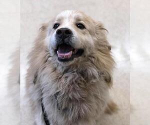 Australian Retriever Dogs for adoption in Fredericksburg, VA, USA