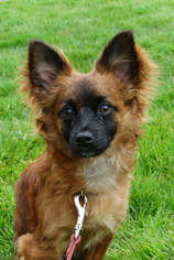 Pomeranian-Unknown Mix Dogs for adoption in Tacoma, WA, USA