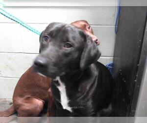 American Pit Bull Terrier-Unknown Mix Dogs for adoption in Tulsa, OK, USA