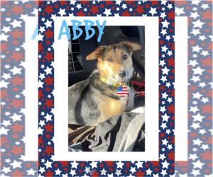Australian Shepherd-Collie Mix Dogs for adoption in Baltimore, MD, USA