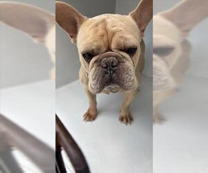 French Bulldog Dogs for adoption in Houston, TX, USA