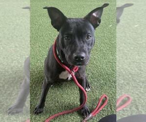 American Pit Bull Terrier Dogs for adoption in Woodland, CA, USA