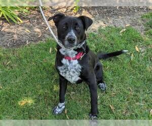Pointer Dogs for adoption in San Clemente, CA, USA