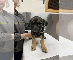 Rottweiler-Siberian Husky Mix Dogs for adoption in Fairbanks, AK, USA