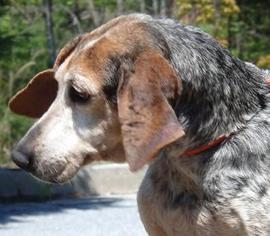 Bluetick Coonhound-Coonhound Mix Dogs for adoption in Tiger, GA, USA