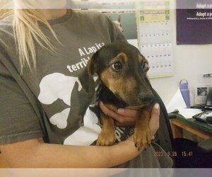 Dachshund-Unknown Mix Dogs for adoption in Oroville, CA, USA