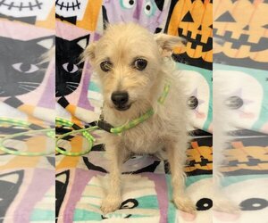 Mutt Dogs for adoption in Amarillo, TX, USA