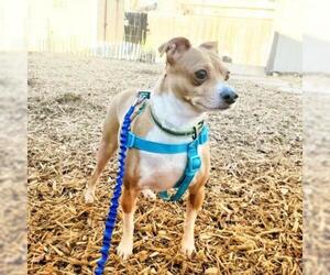 Italian Greyhound-Unknown Mix Dogs for adoption in Colorado Springs, CO, USA