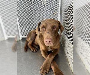 Labrador Retriever Dogs for adoption in Bakersfield, CA, USA