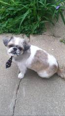 Shih Tzu Dogs for adoption in Des Moines, IA, USA