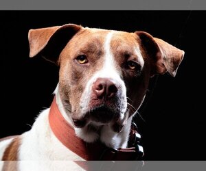 American Pit Bull Terrier-Brittany Mix Dogs for adoption in Denton, TX, USA