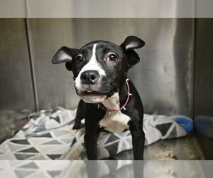 American Pit Bull Terrier Dogs for adoption in Decatur, IL, USA