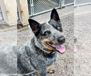 Mutt Dogs for adoption in Webster, WI, USA