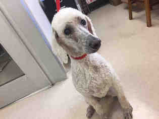 Poodle (Standard) Dogs for adoption in Lawrence, KS, USA