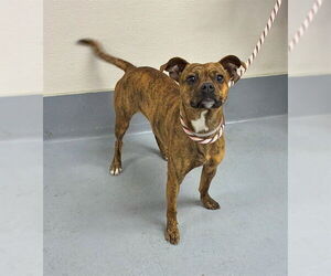 Chihuahua-Unknown Mix Dogs for adoption in Louisville, KY, USA