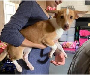 Jack Chi Dogs for adoption in Cranston, RI, USA