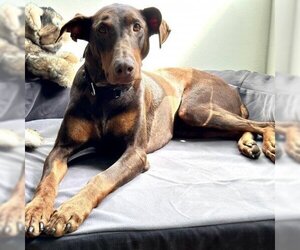 Doberman Pinscher Dogs for adoption in San Pablo, CA, USA