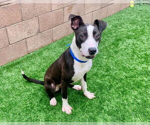 Labrador Retriever-Unknown Mix Dogs for adoption in Moreno Valley, CA, USA