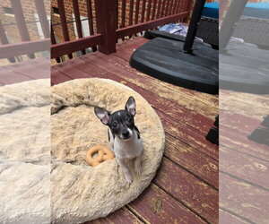 Chihuahua-Unknown Mix Dogs for adoption in Thomasville, NC, USA