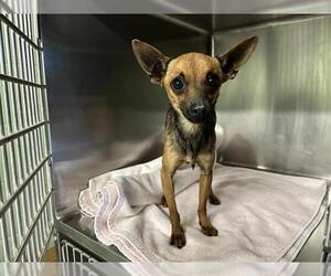 Chihuahua-Unknown Mix Dogs for adoption in Grand Prairie, TX, USA