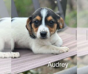 Jack-A-Bee Dogs for adoption in Parker Ford, PA, USA