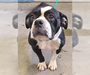 Bulldog-Unknown Mix Dogs for adoption in Camarillo, CA, USA