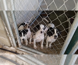 Catahoula Leopard Dog Dogs for adoption in Brooksville, FL, USA