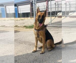German Shepherd Dog Dogs for adoption in Pleasanton, TX, USA
