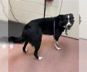 Border Collie-Unknown Mix Dogs for adoption in Ogden, UT, USA