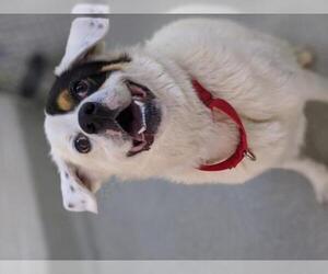 Bernese Mountain Dog Dogs for adoption in Alexandria, VA, USA
