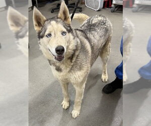 Siberian Husky Dogs for adoption in Forestville, MD, USA