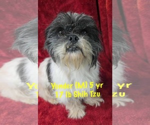 Shih Tzu-Unknown Mix Dogs for adoption in pomfret, CT, USA
