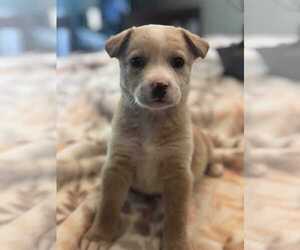 Australian Retriever Dogs for adoption in Phoenix, AZ, USA