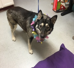 Alaskan Husky Dogs for adoption in Euless, TX, USA
