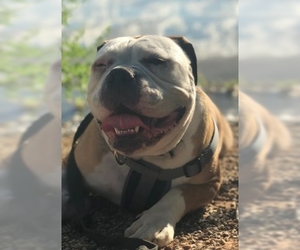 Bulldog Dogs for adoption in San Tan Valley, AZ, USA