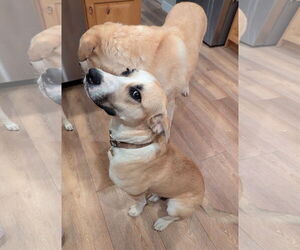 Labrador Retriever-Unknown Mix Dogs for adoption in Sandy, UT, USA