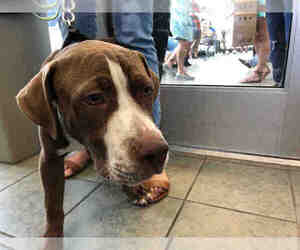 Mastiff Dogs for adoption in San Antonio, TX, USA