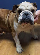 Bulldog Dogs for adoption in Mount Airy, NC, USA