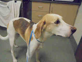 Treeing Walker Coonhound Dogs for adoption in Lee's Summit, MO, USA