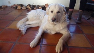 Great Pyrenees Dogs for adoption in Chama, NM, USA